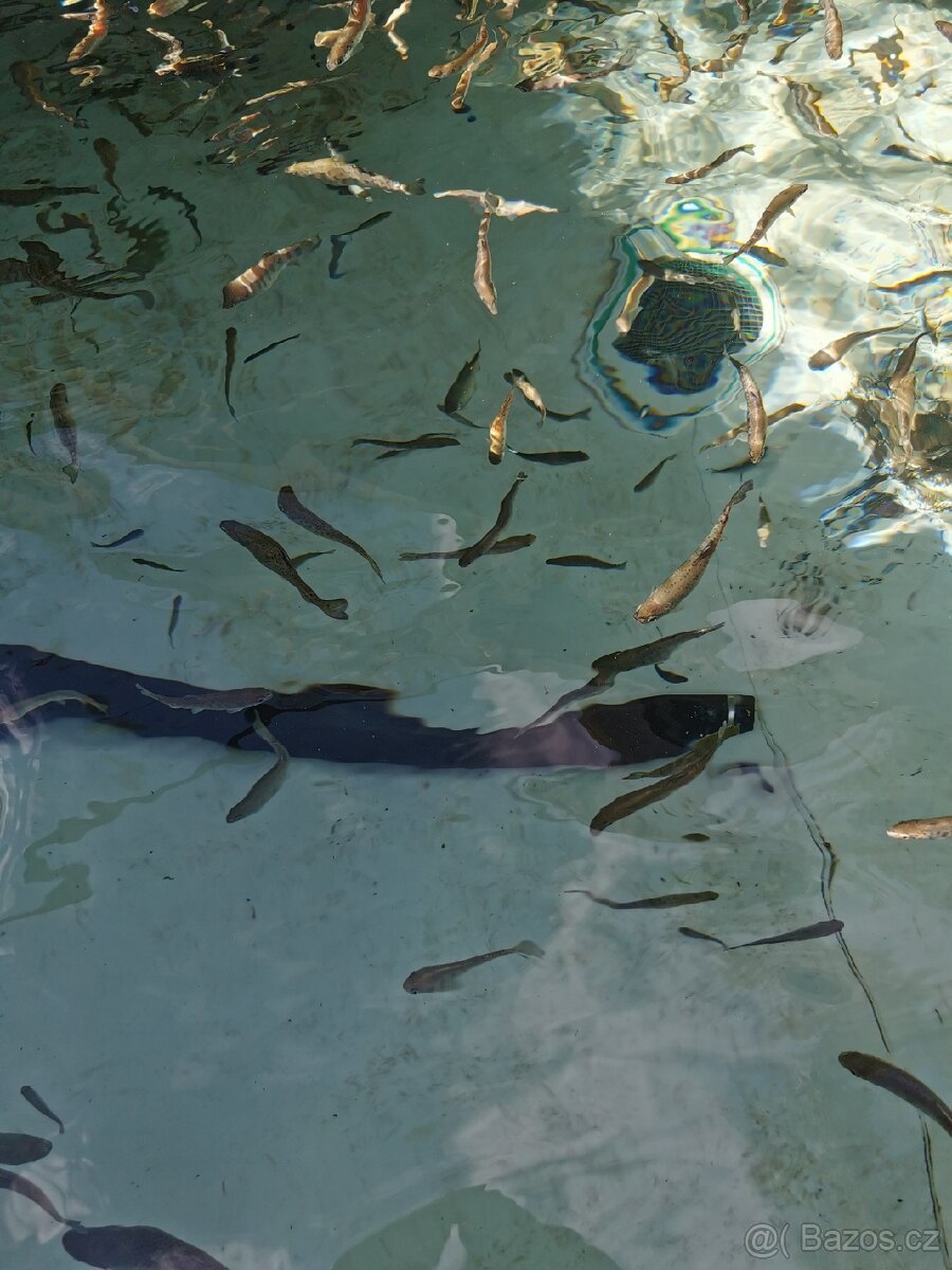 Nasada pstruha duhového, jesetera a úhoře - 7