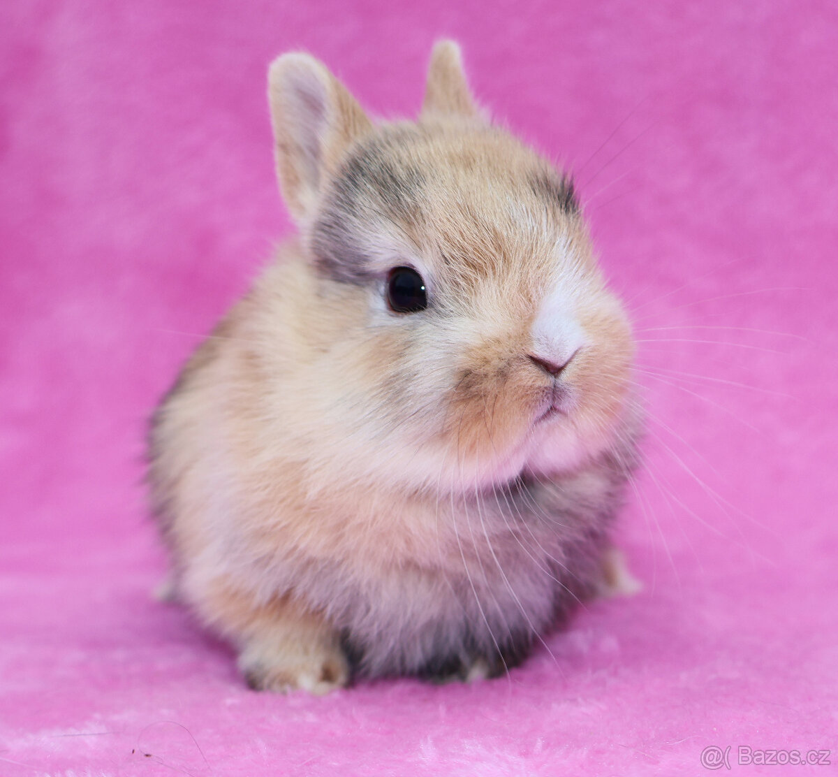 Zakrslý krátkouchý králíček , malinká samička . - 7