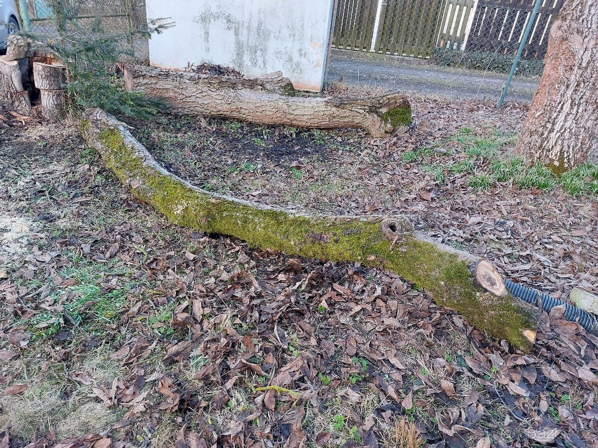 Ořech, ořechové dřevo, kmen. - 7