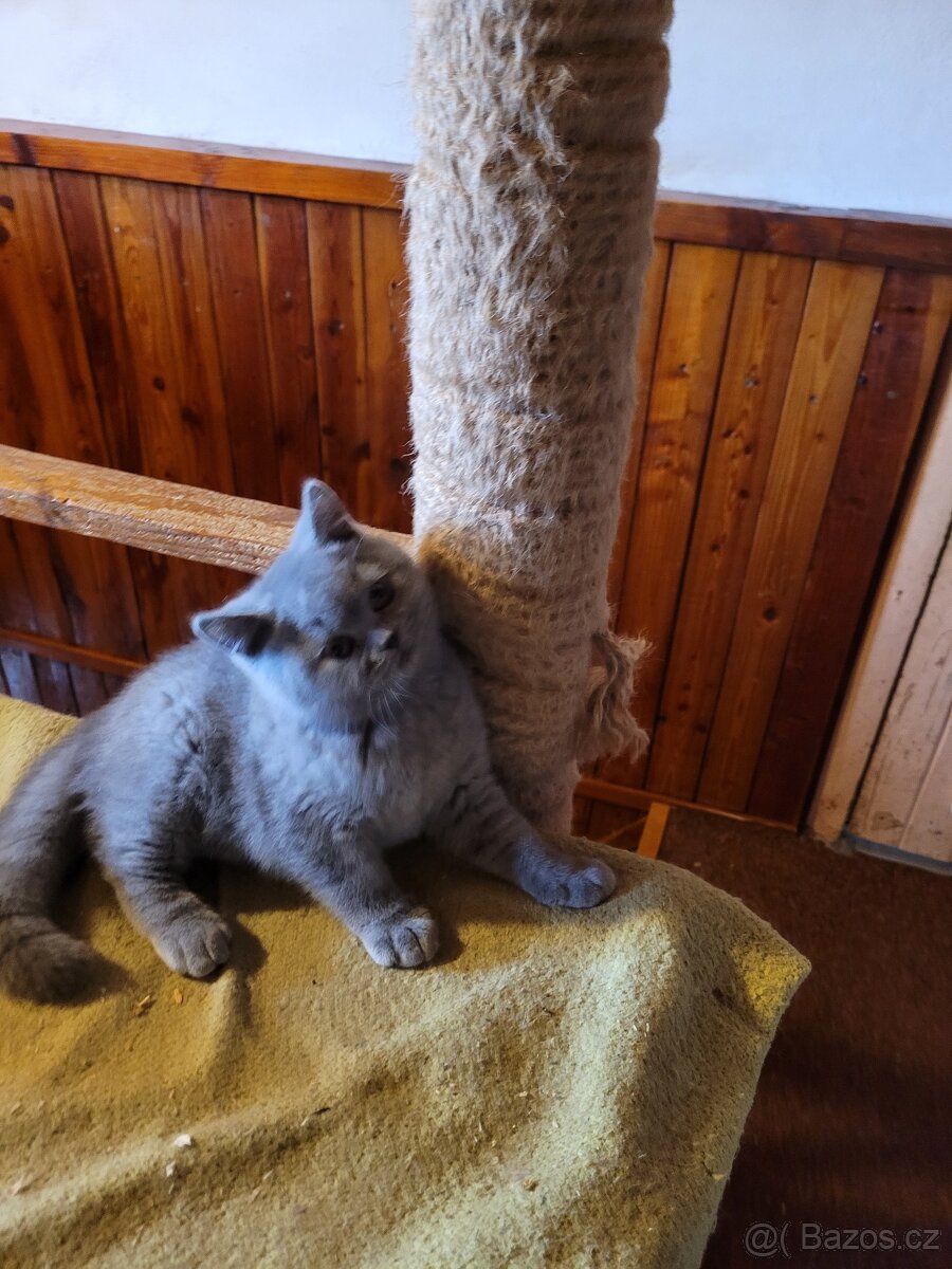 Britské modré kotě - 7