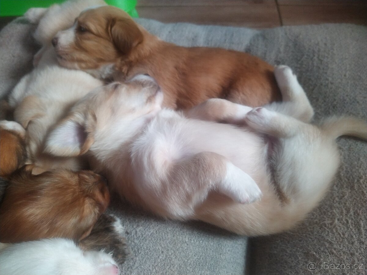Štěňátka křížence MOMENTÁLNĚ VŠICHNI REZERVOVÁNI - 7