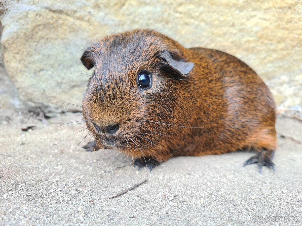 Morče - kluk, věk rok a kousek - 7