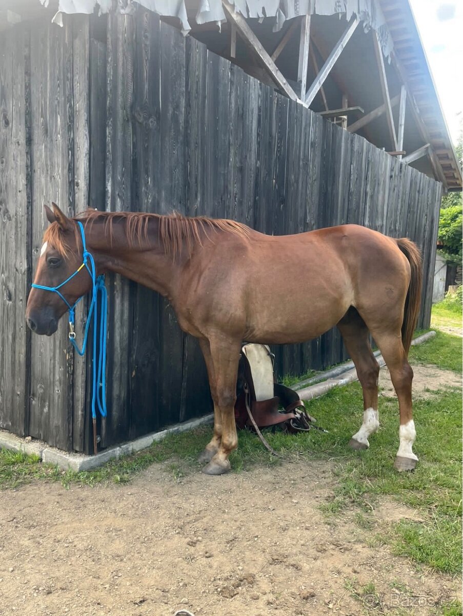 Český teplokrevník - 7