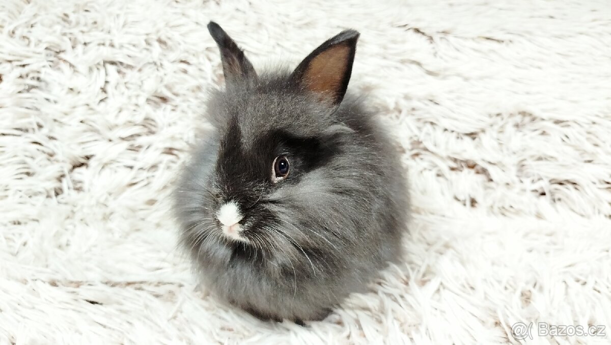 Zakrslý králík, králíček- HOLLY - 7