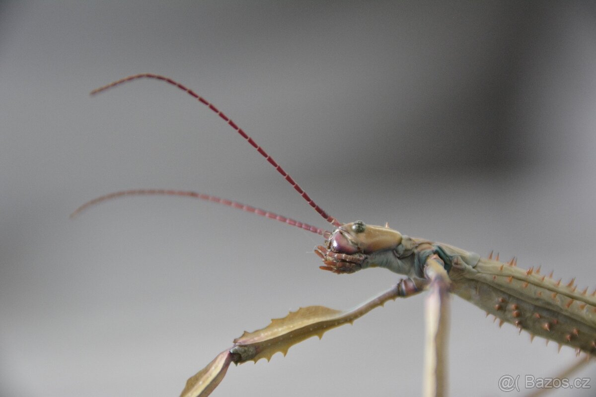 Achrioptera Manga - 7