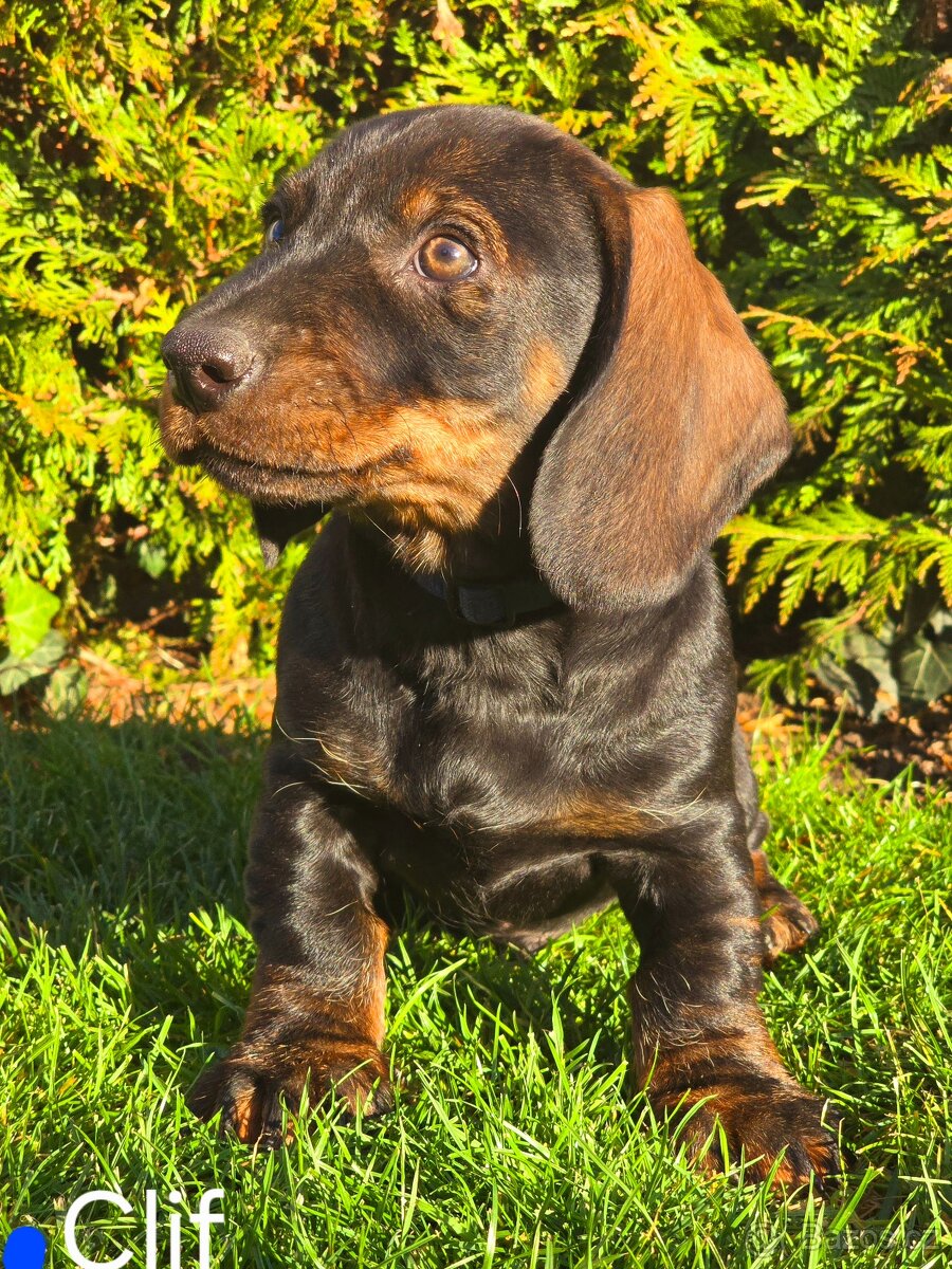 Jezevčík drsnosrstý standardní - 7