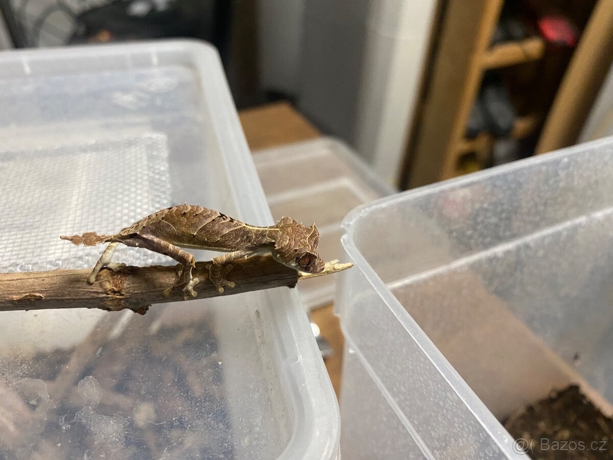 Uroplatus ebenaui - 7