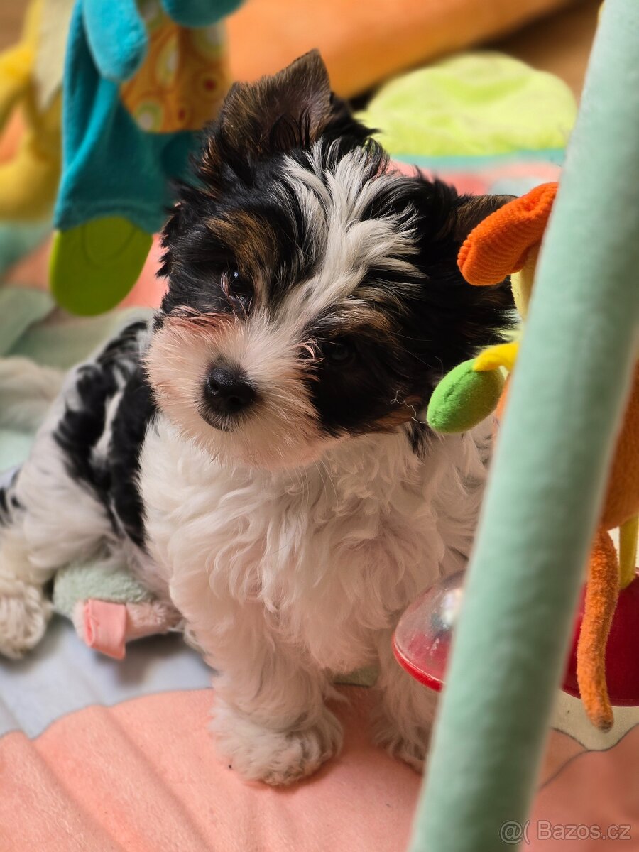 Jorkširský teriér-biewer - 7