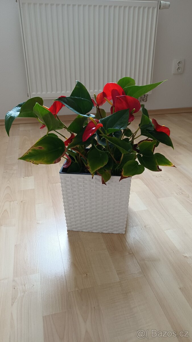 Sukulenty + kalanchoe + Anturie - 7