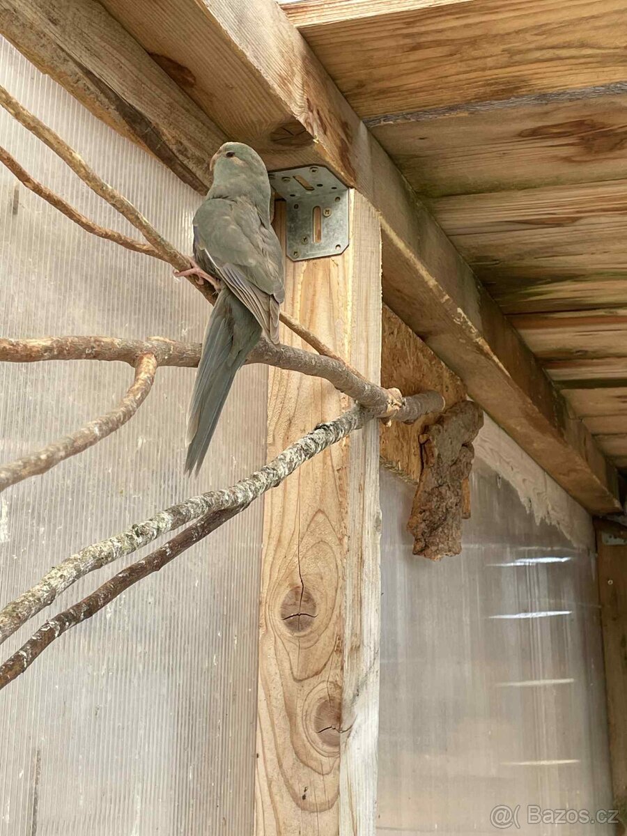 Letošní odchovy - 7