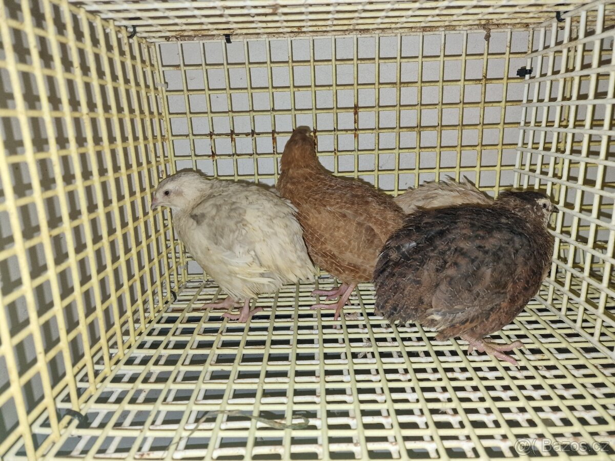 Křepelky japonské - 7