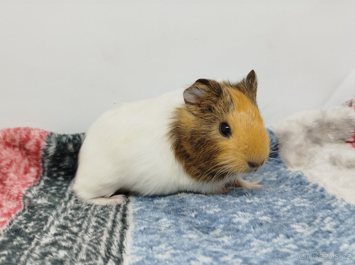 Morče, Morčata, Morčátko, Morčátka - SAMIČKY - 7