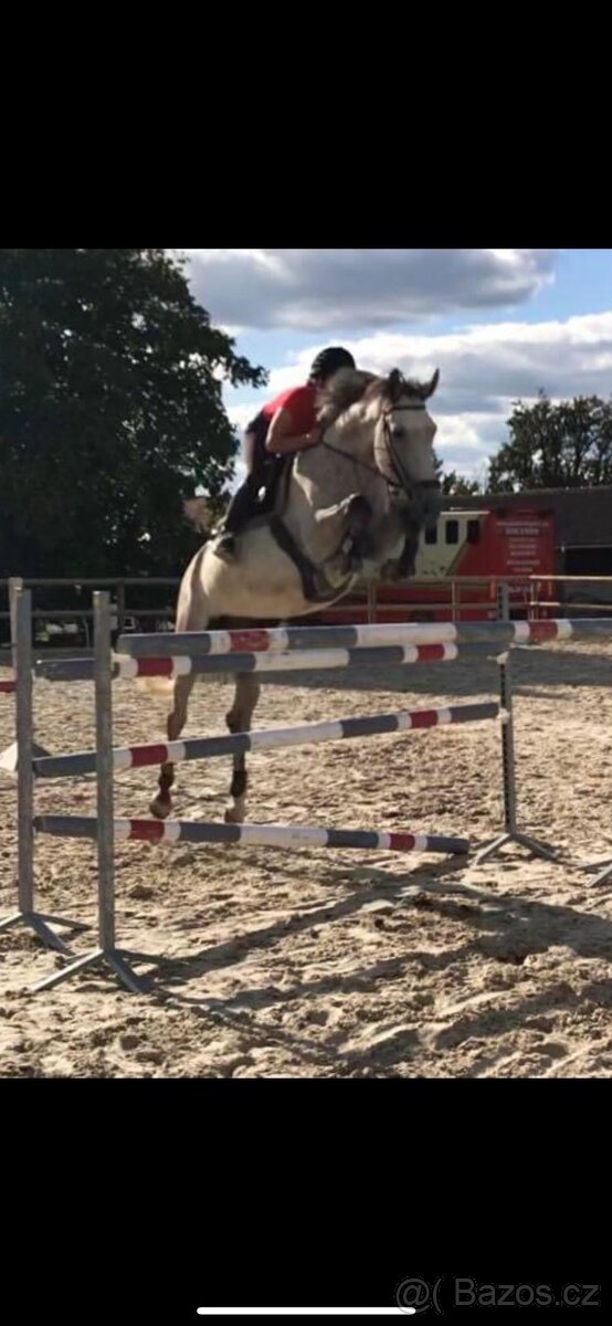 Šimla belgického teplokrevníka - 7