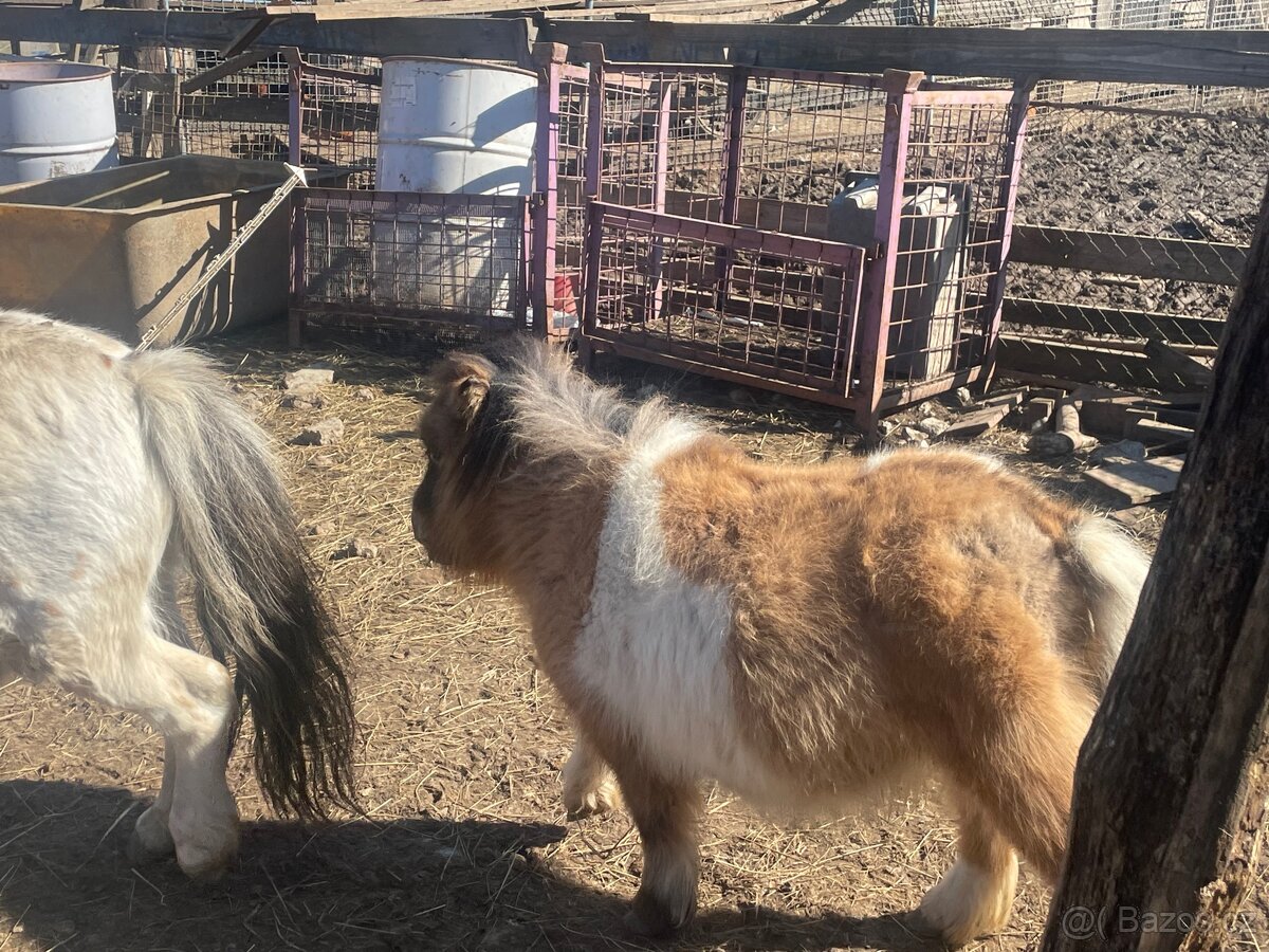 Shetlandsky minipony - 7