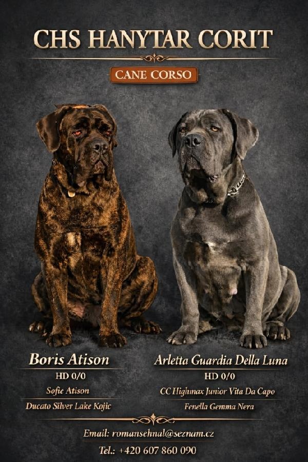 Štěňata Cane Corso s PP - 7