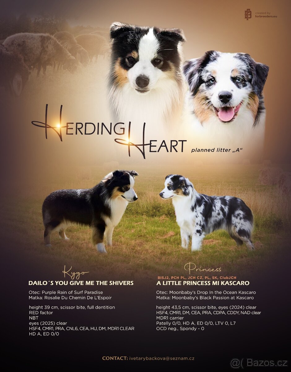 Miniaturní americký ovčák - 7