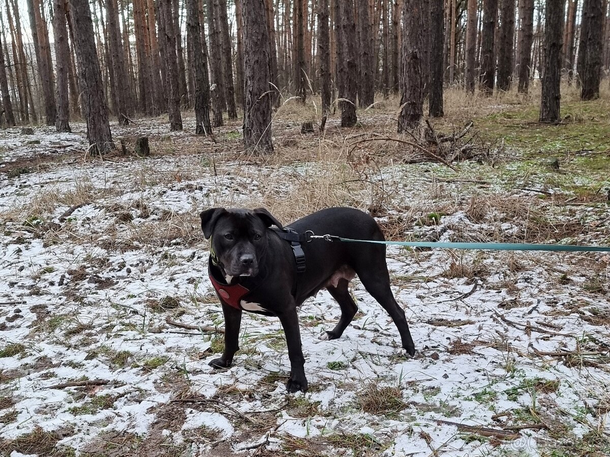 GORA K ADOPCI - něžné plaché zlatíčko - 7