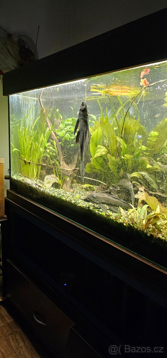 Kompletni akvarijni set 540l - 7