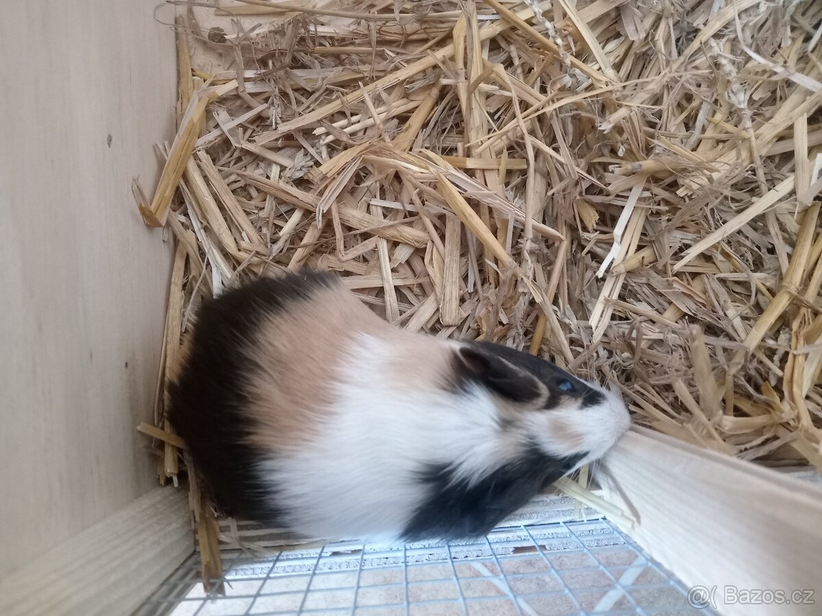 2 krásná morčátka, kluci, mláďata - 7