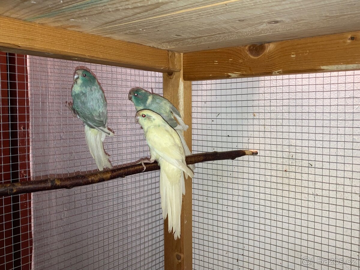 Kakariki červenočelý - 7