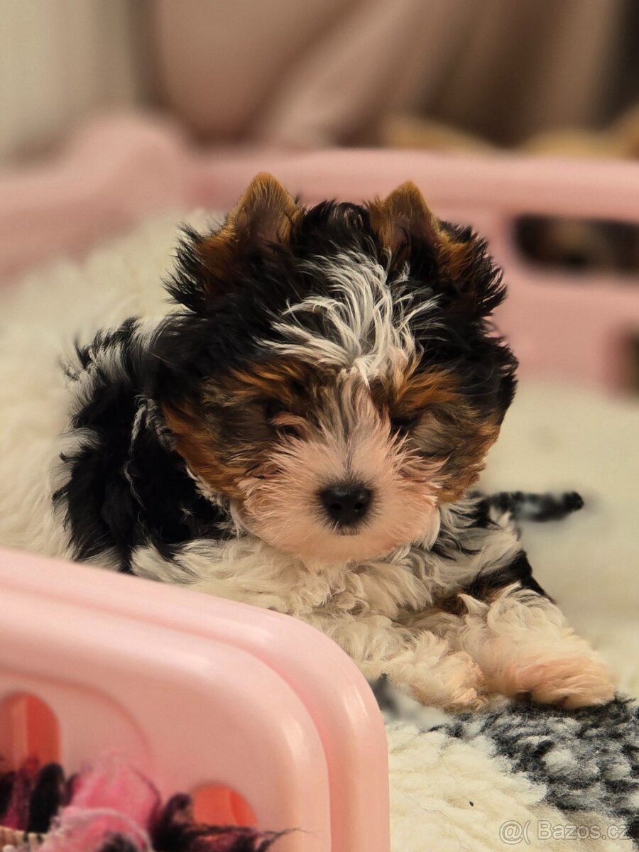 Jorkširský teriér-biewer - 7