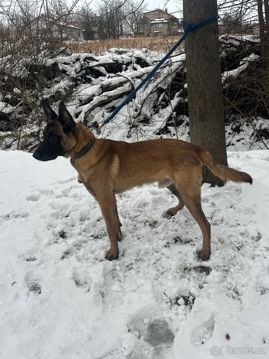Belgický ovčák Malinois - 7