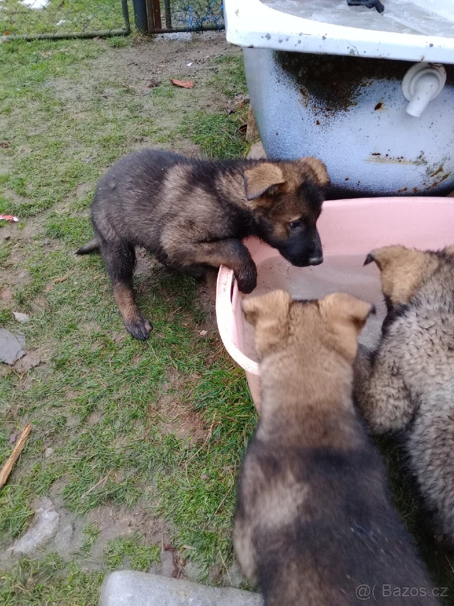 Německý ovčák - 7