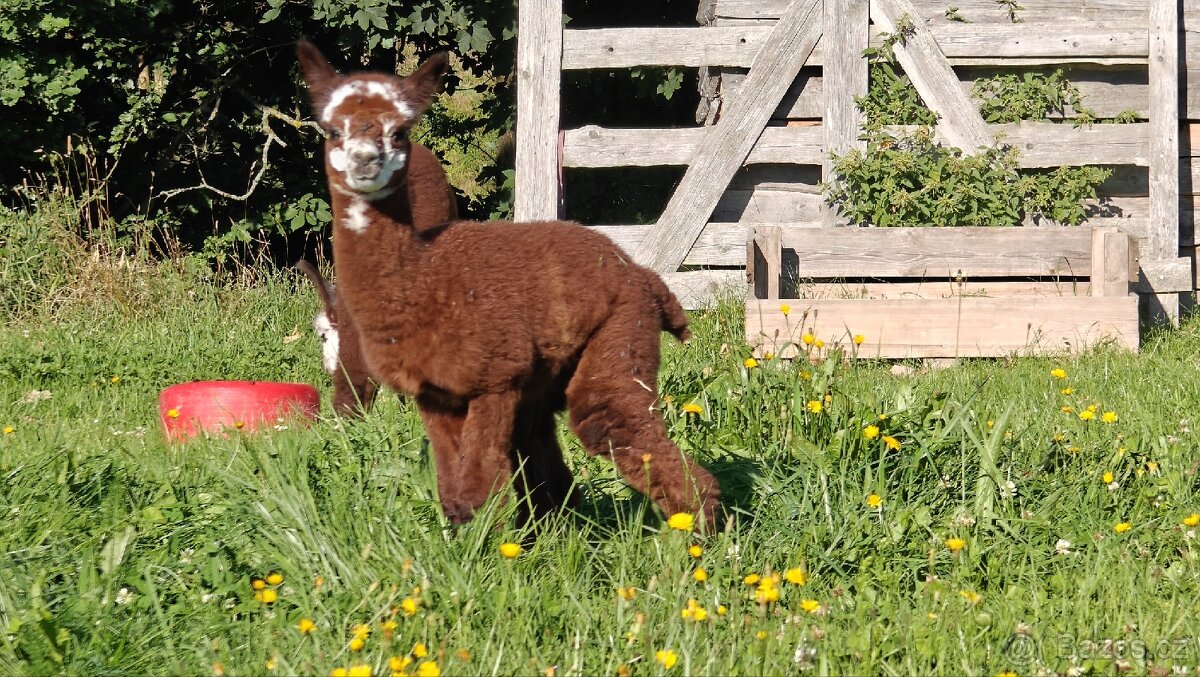 Rezervace alpaciho samecka - 7