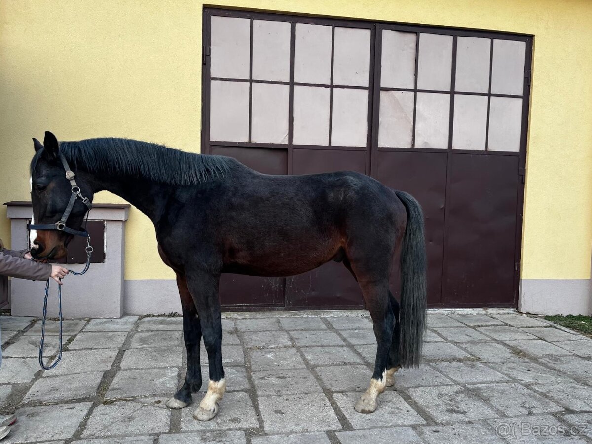 mladý valach po Corlensky Ruf - 7