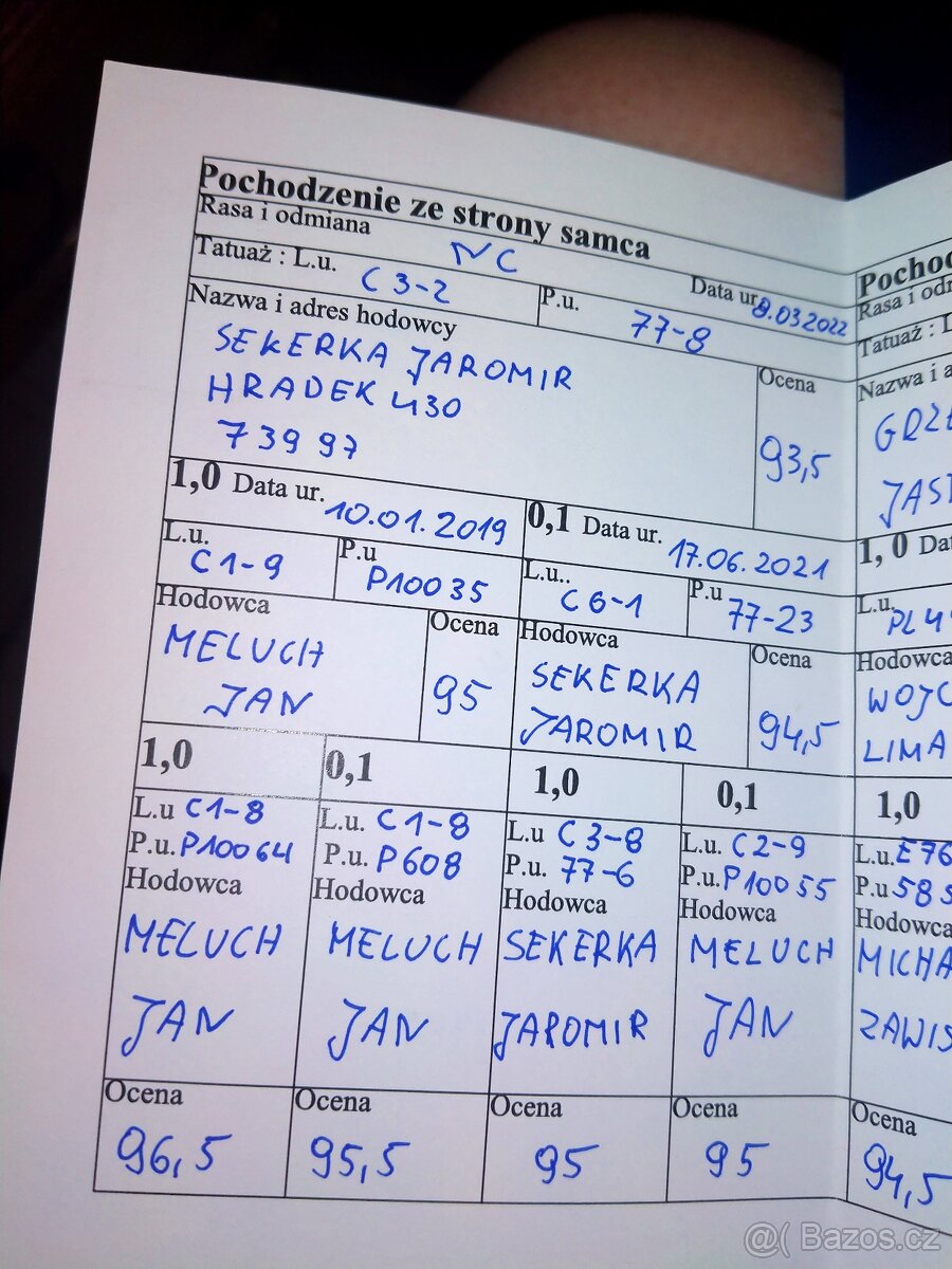 Novozélandský červený, samec - 7