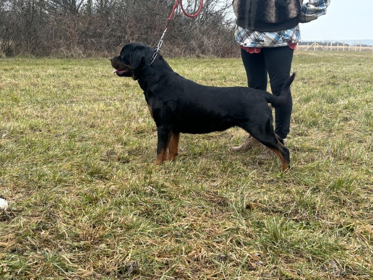 Rotvajler, rtw, rottweiler - 7
