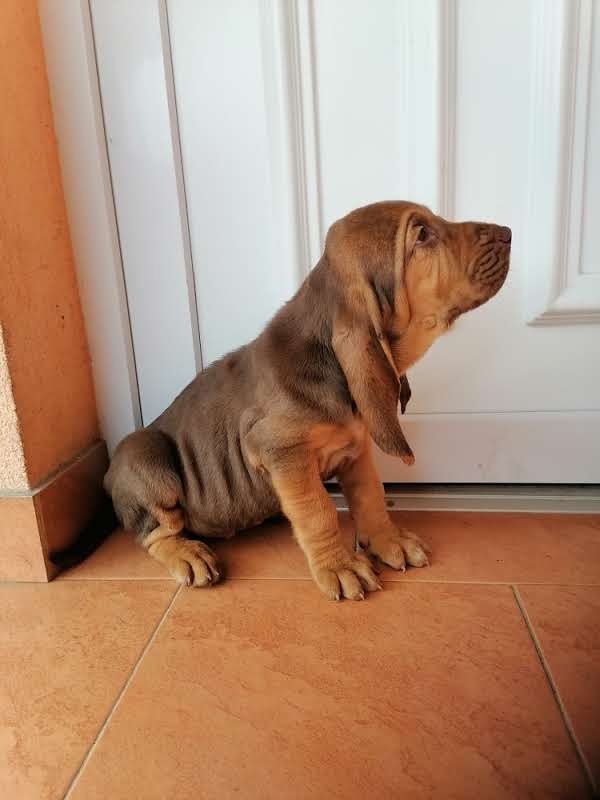 Bloodhound - 7