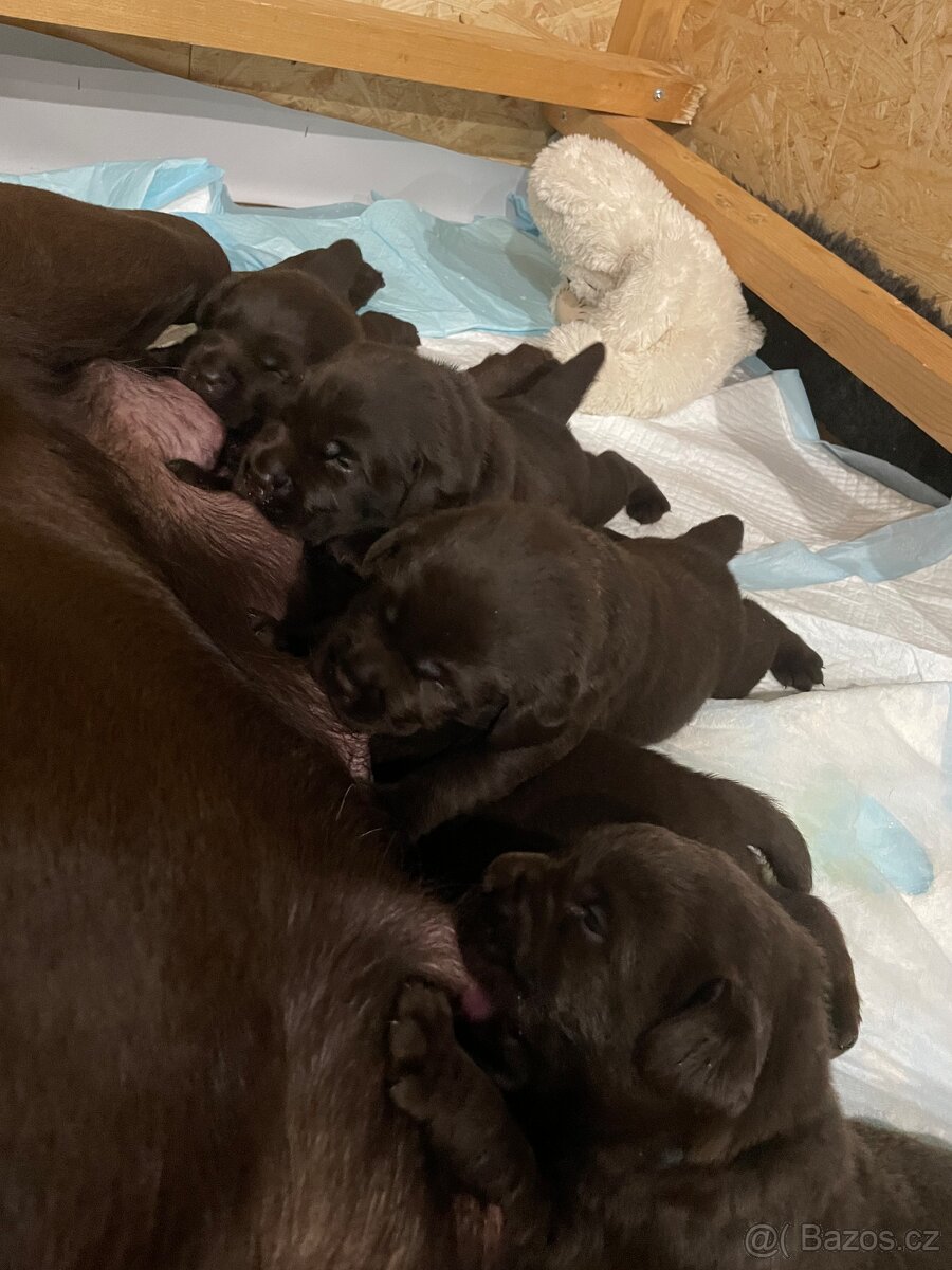 Čokoládová štěňátka labradorského retrívra s PP - 7