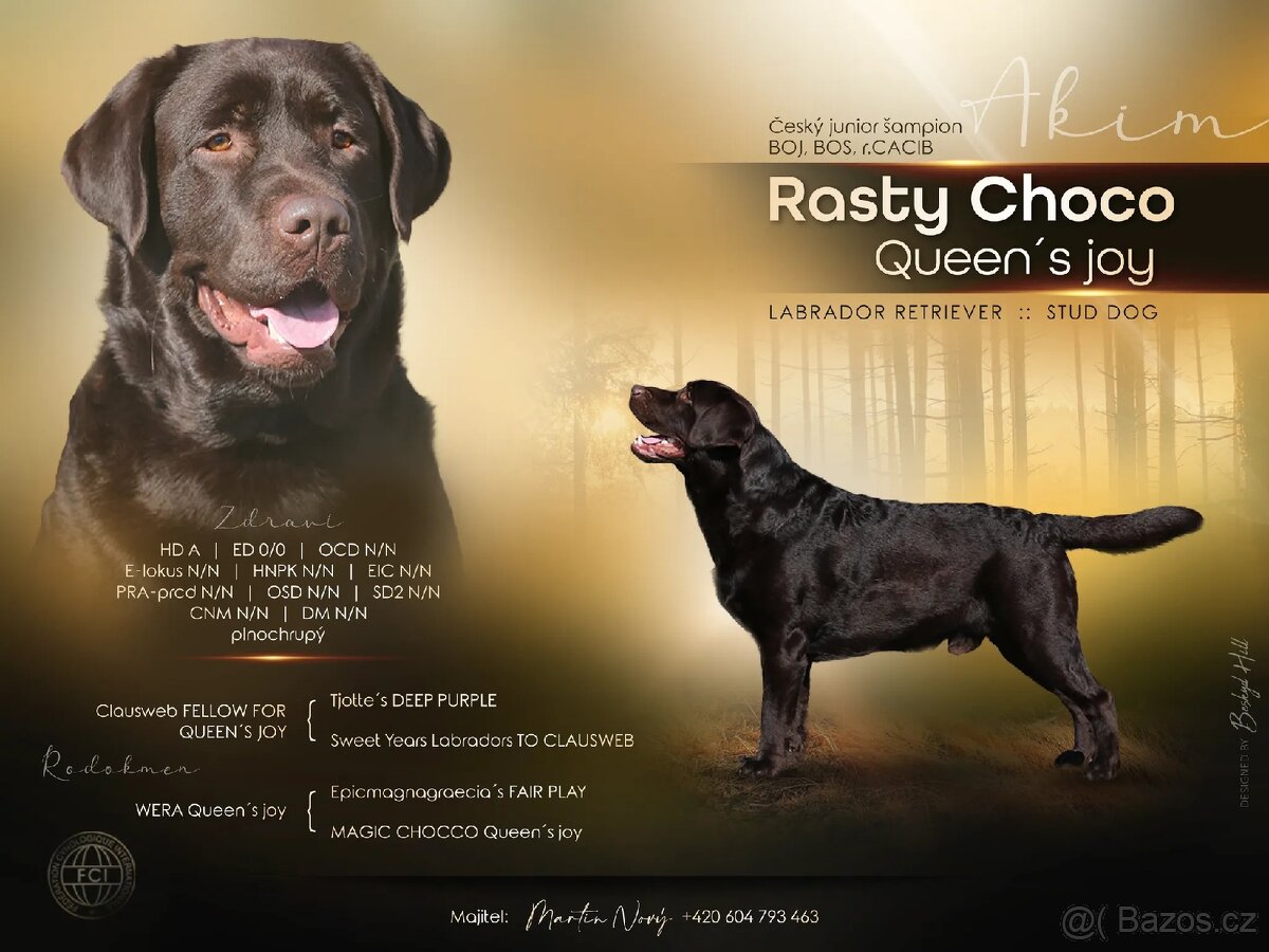 Štěňátka labradora s PP - 7