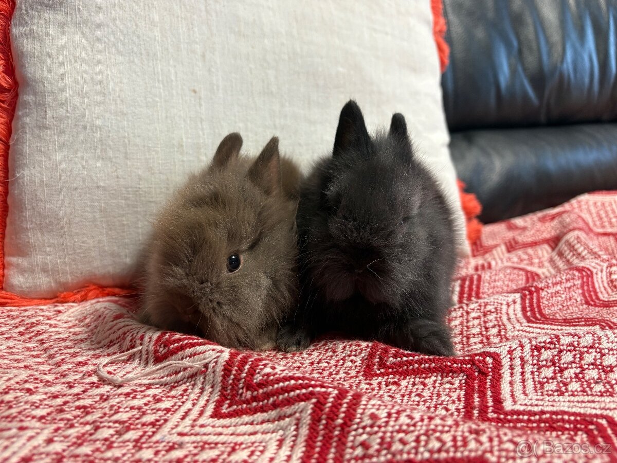 ♥️zakrslý králík-samičky s teddy genem již k odběru - 7