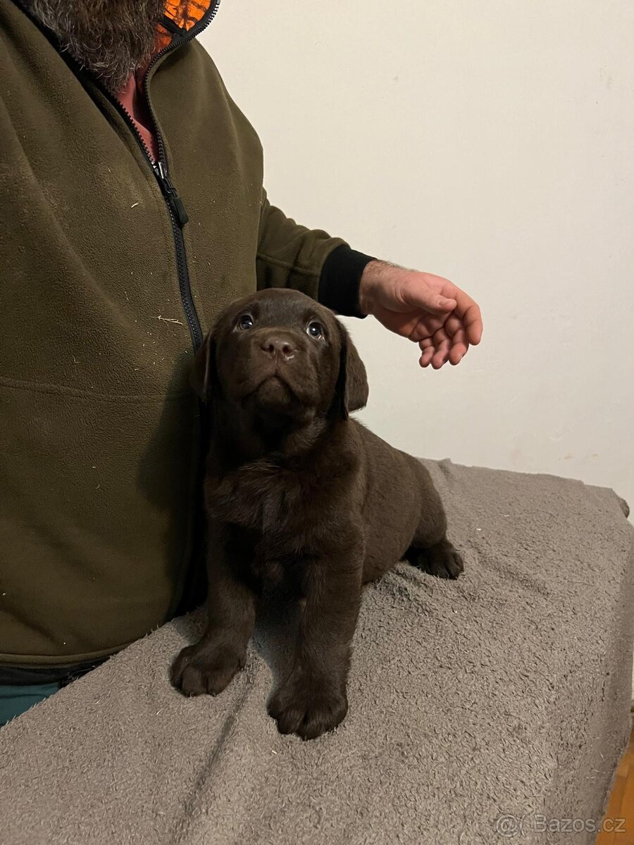 Labradorský retrívr - tmavě hnědá - 7