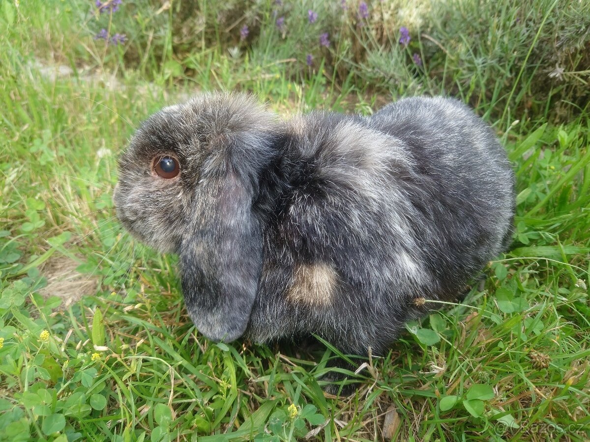 Zakrslá samička - 7