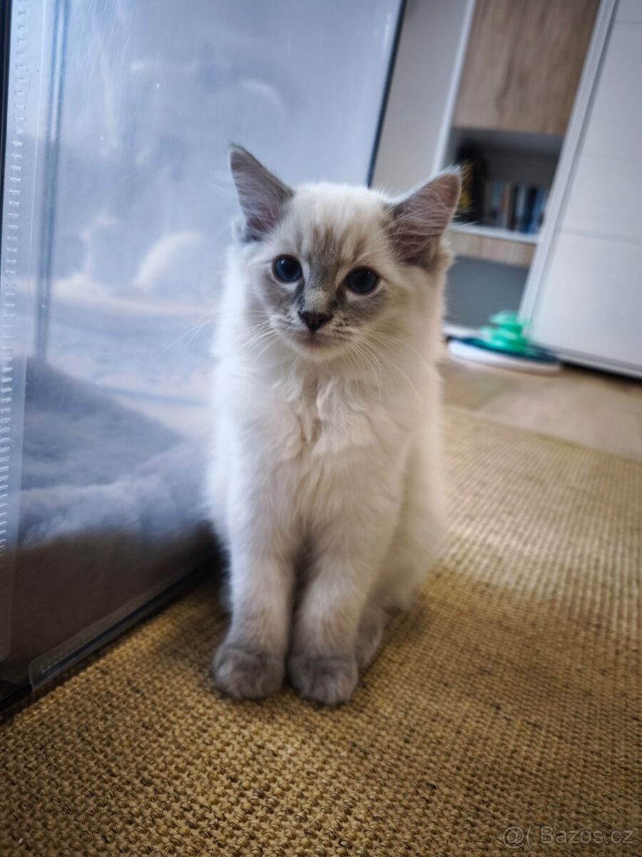 Ragdoll kocourek blue lynx s pp - 7