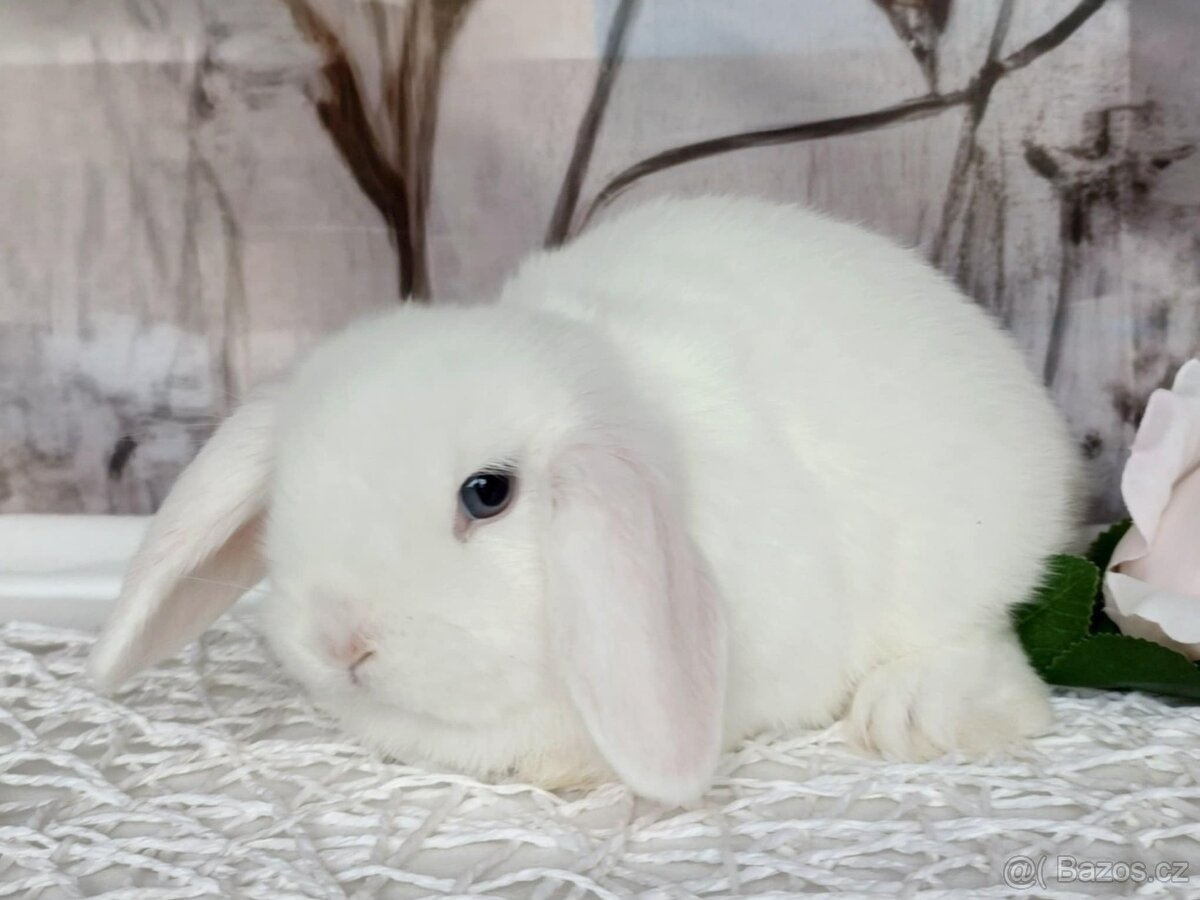 Minilop - zakrslý beránek - 7