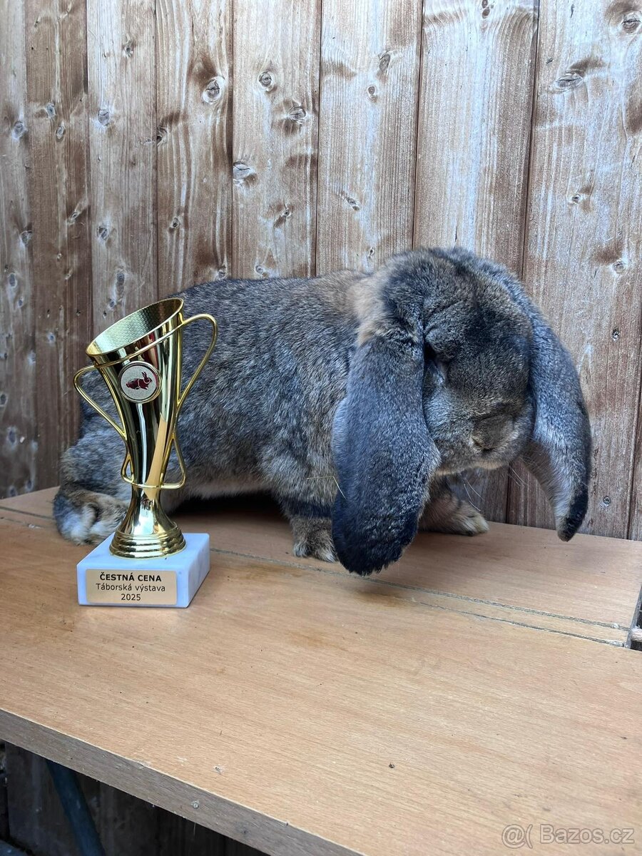 Francouzský beran s PP - 7