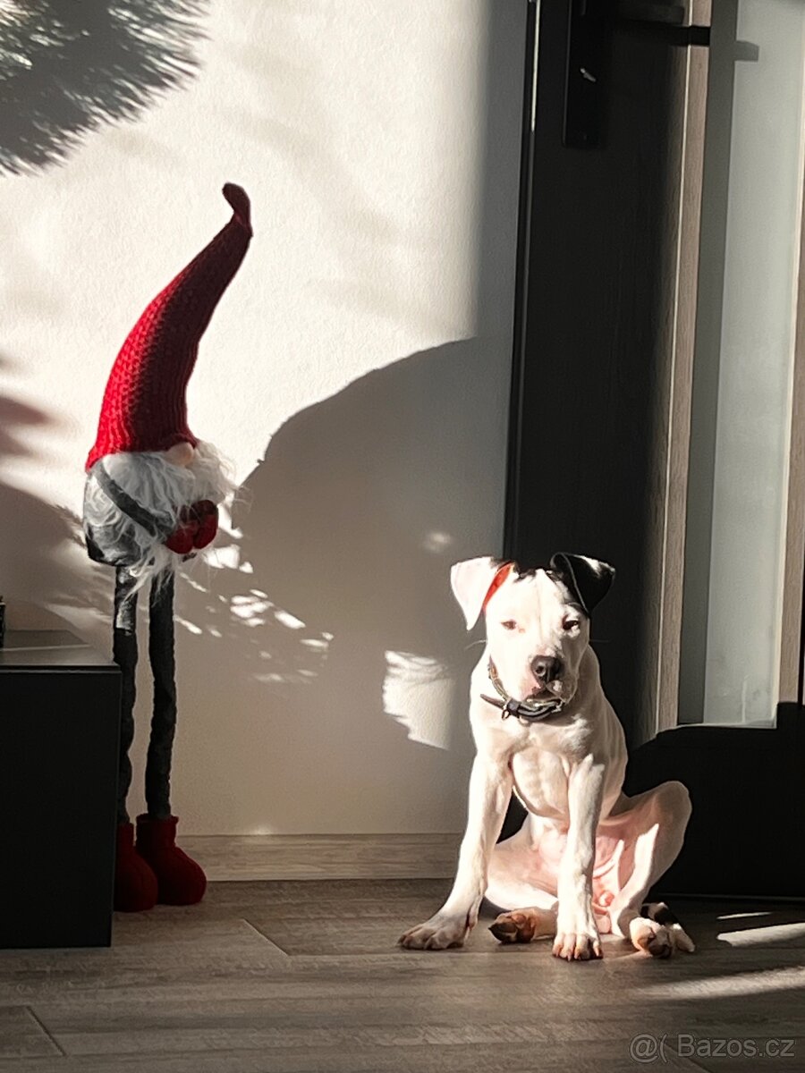 Am Staff kríženka - 7