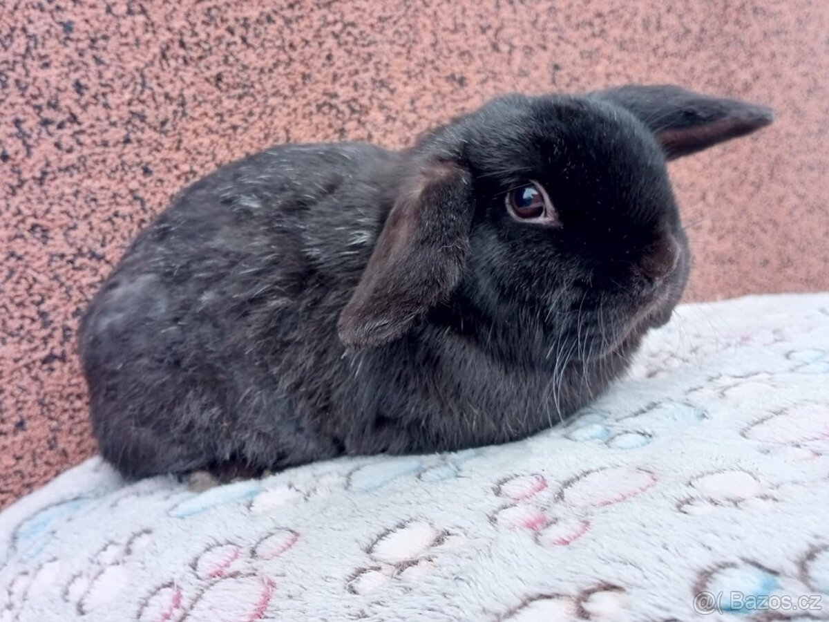 Volný Sameček - Anglický Zakrslý Beránek MiniLop🍑 - 7