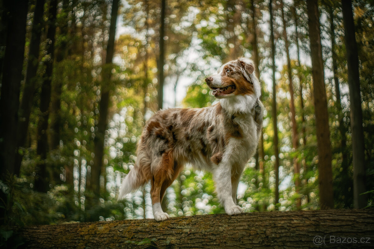 Pentacon 50/1,8 M42 - 7