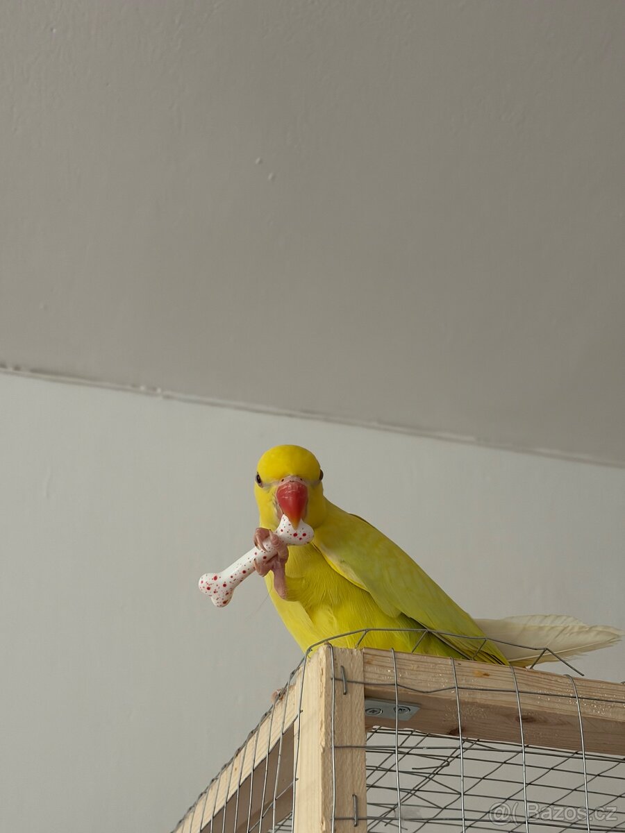 Alexandr malý/pětiměsíční papoušek - 7