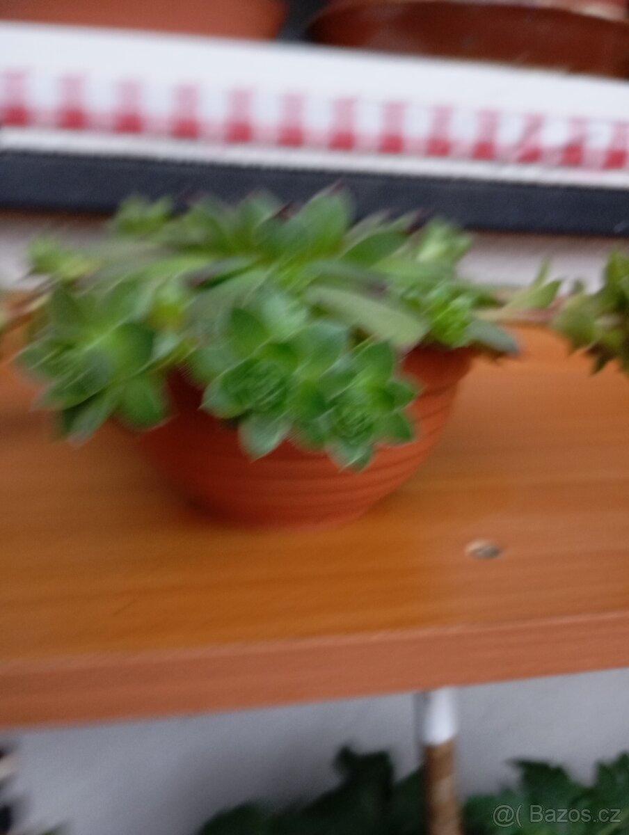 sazenice netřesků 5kč za kus,držáky na truhlíky,ačokča semen - 7