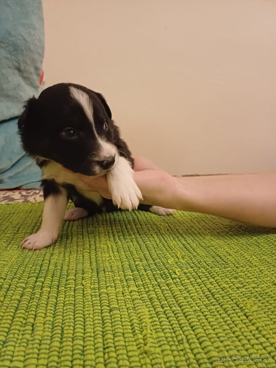 Štěňata bordercolie kříženci - 7