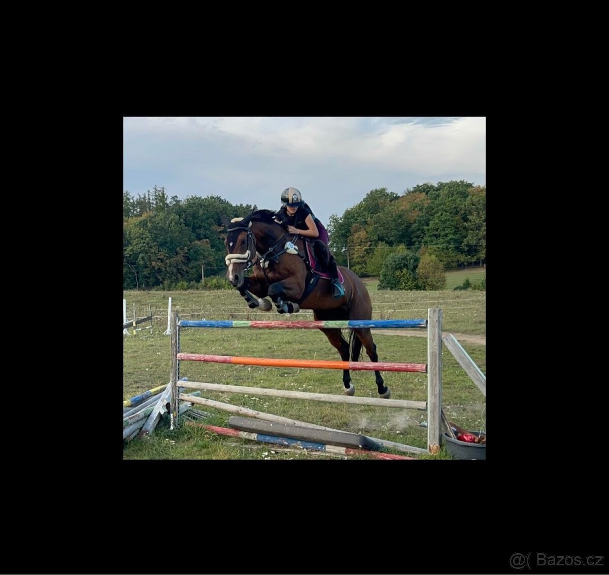 Kobyla do chovu a sportu - 7