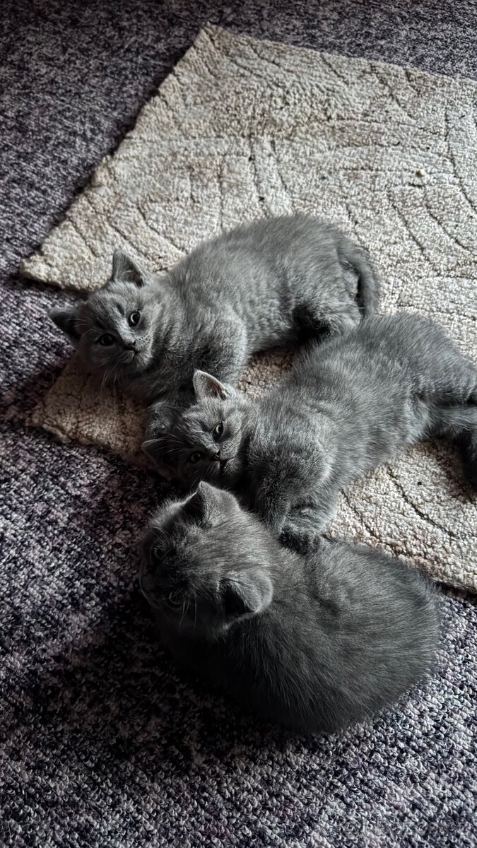 BRITSKÁ MODRÁ koťátka - 7