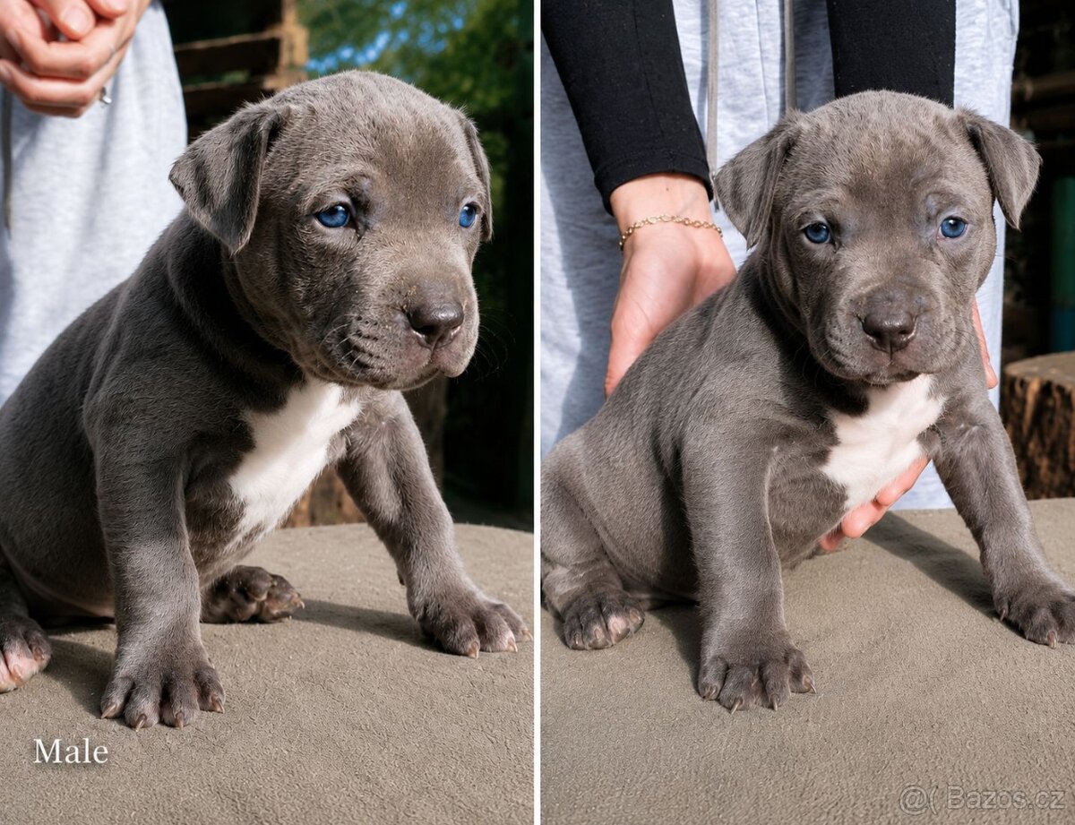 American bully XL - 7