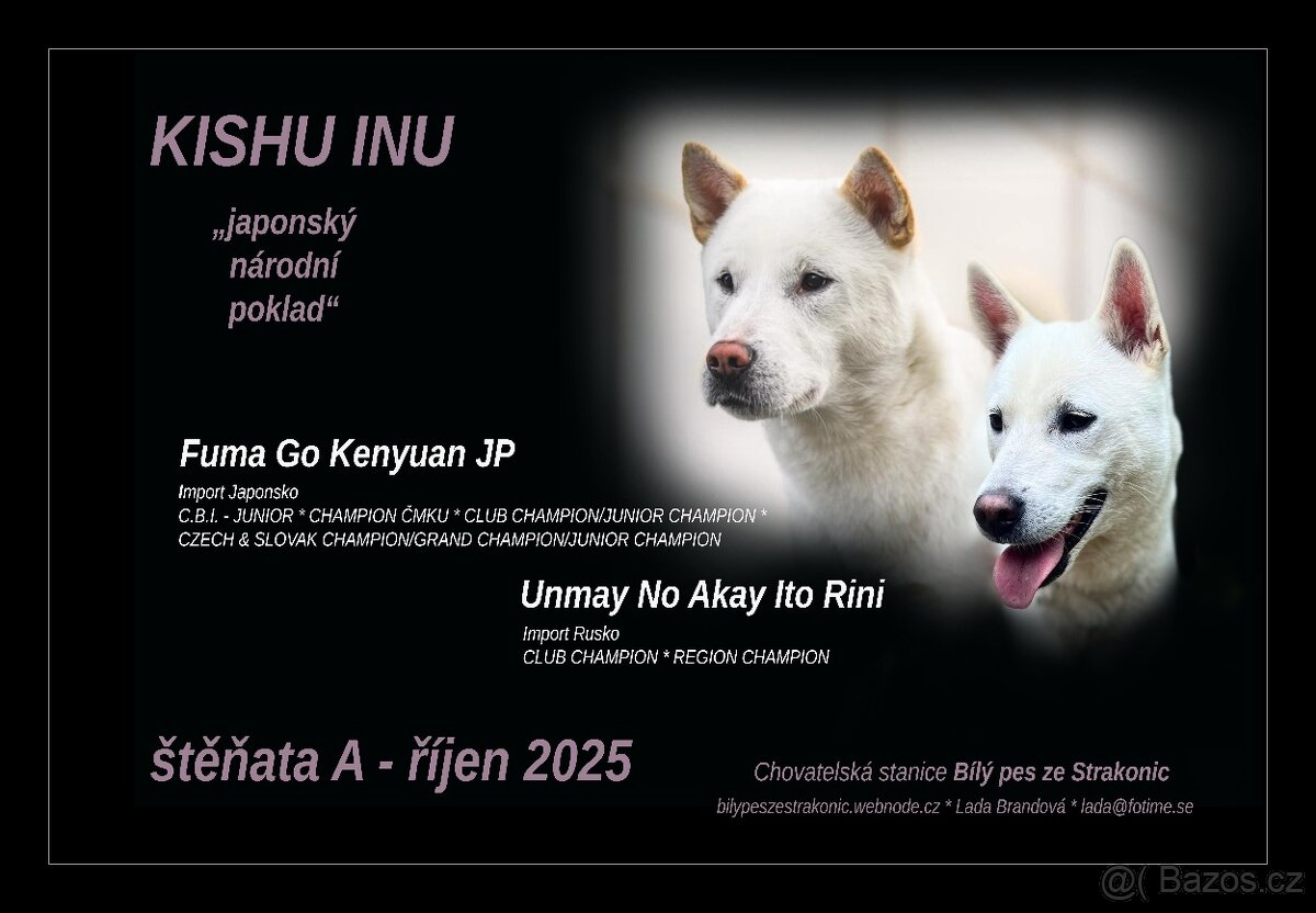 Kishu Inu štěňata s PP FCI - odběr na Vánoce - 7